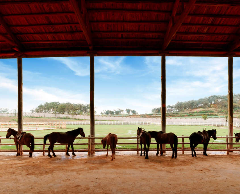 Annonces propriétés équestre Horse Realty