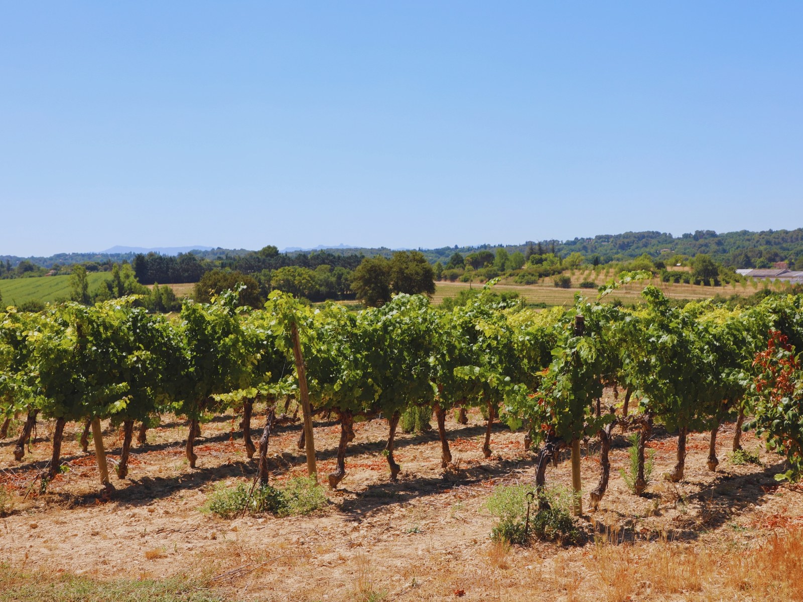 08-vignoble-familial-aoc-coteaux-aix